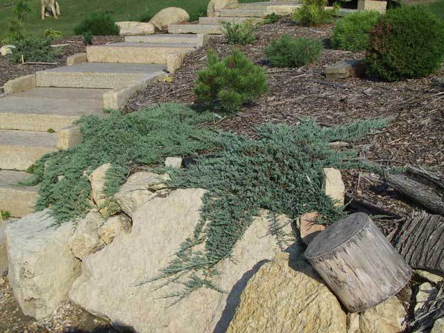Juniperus horizontalis 