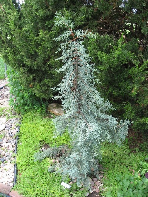 Cupressus glabra 