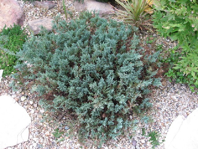 Juniperus horizontalis 