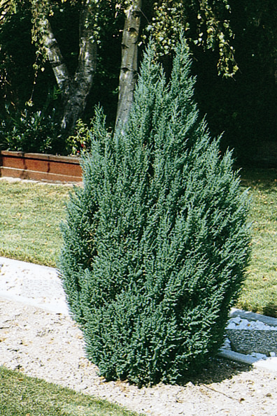 Juniperus chinensis 