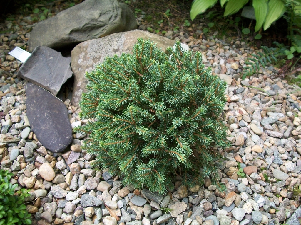 Picea glauca 