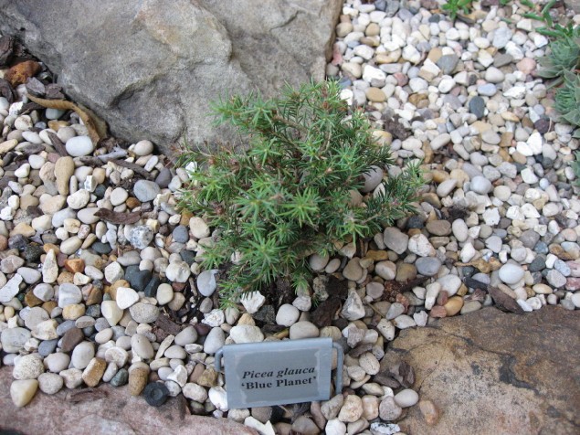 Picea glauca 