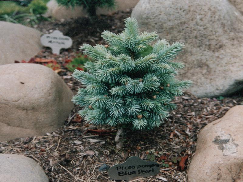 Picea pungens 