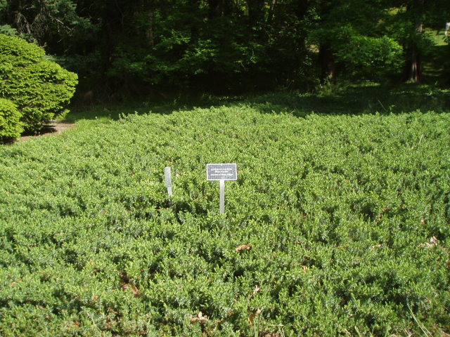Juniperus conferta 