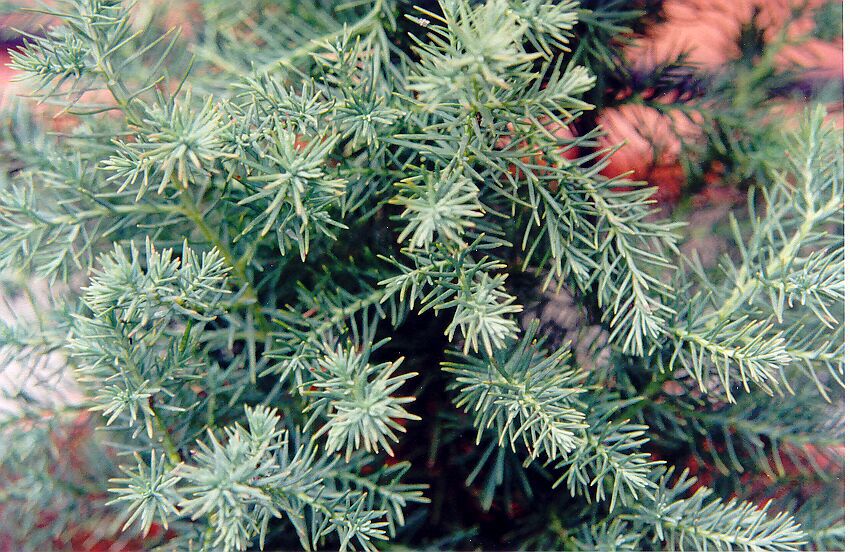 Juniperus conferta 