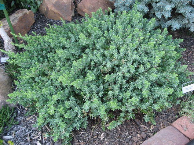 Juniperus conferta 