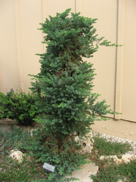 Juniperus conferta 