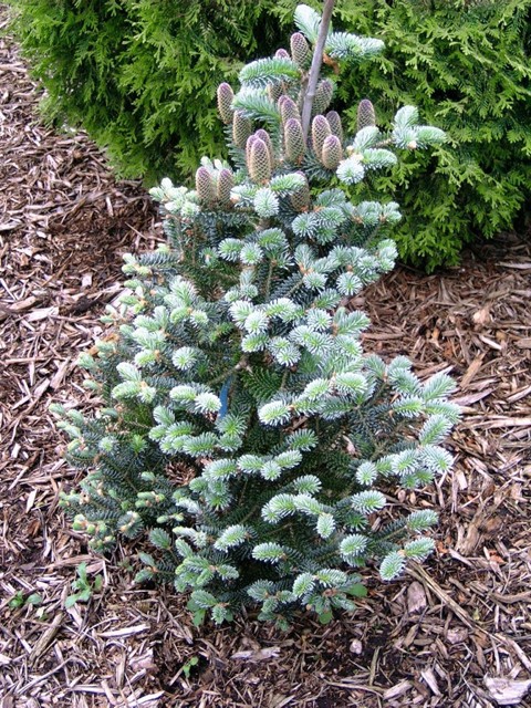 Abies koreana 