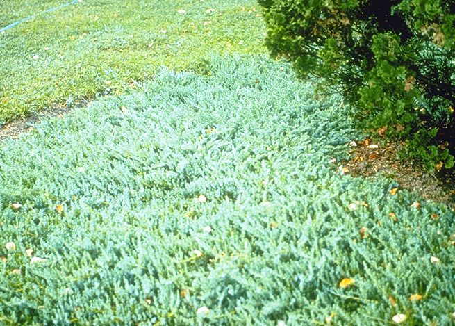 Juniperus conferta 