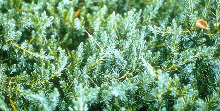 Juniperus conferta 