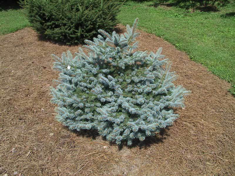 Picea pungens 