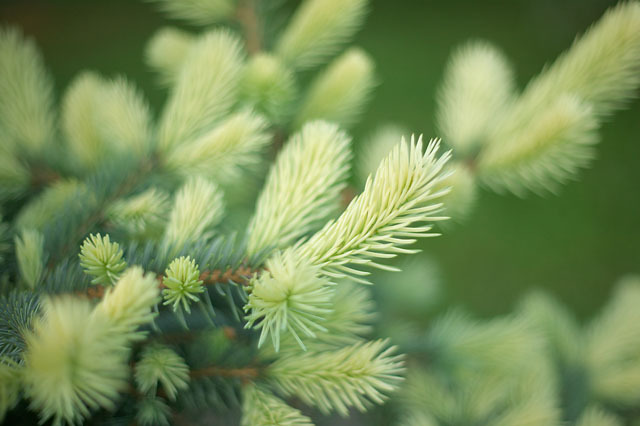 Picea pungens 