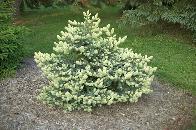 Picea pungens 