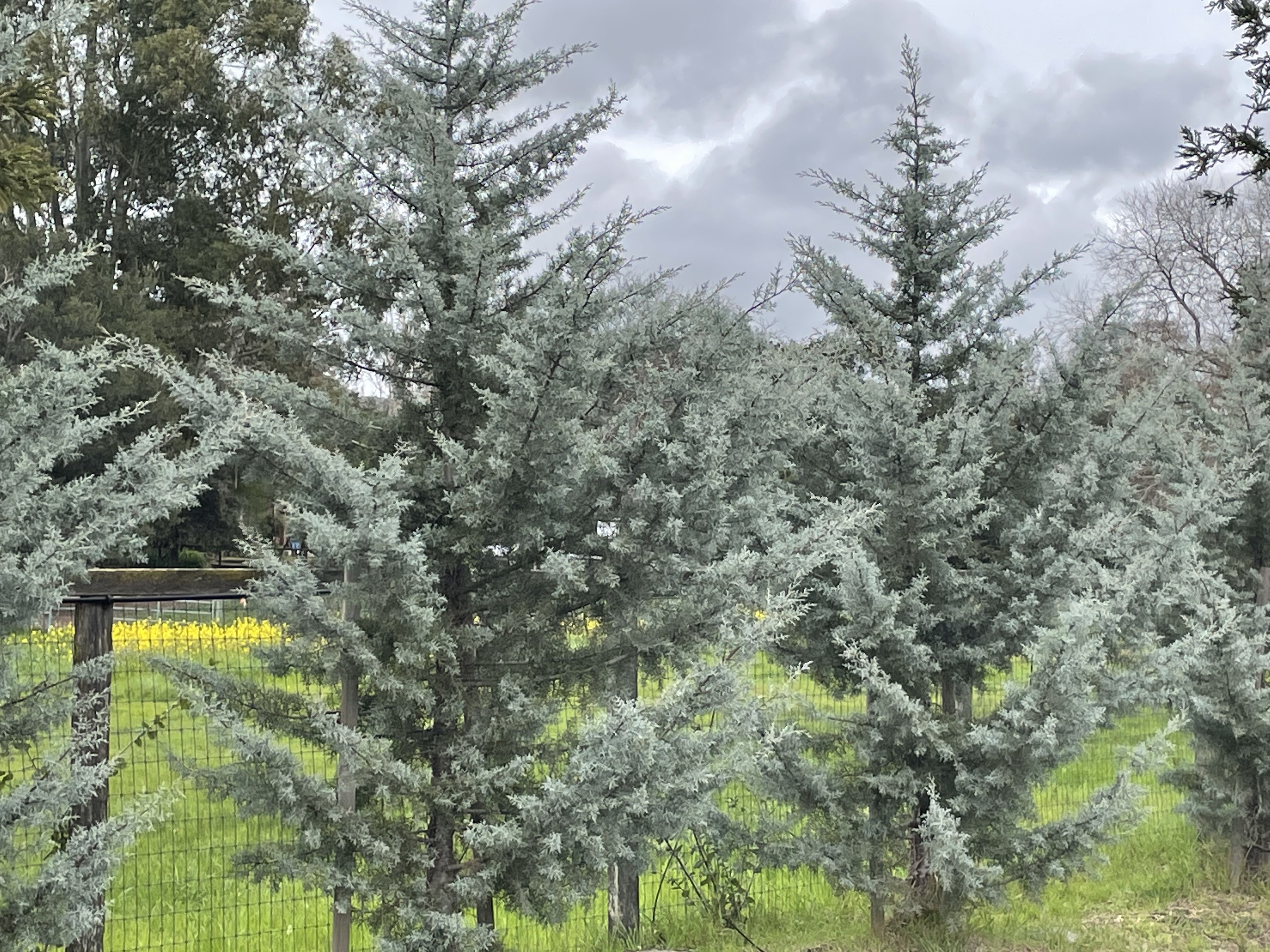 Cupressus glabra 