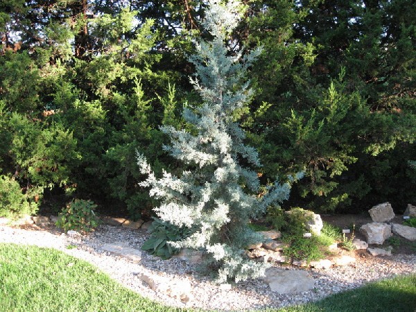 Cupressus glabra 