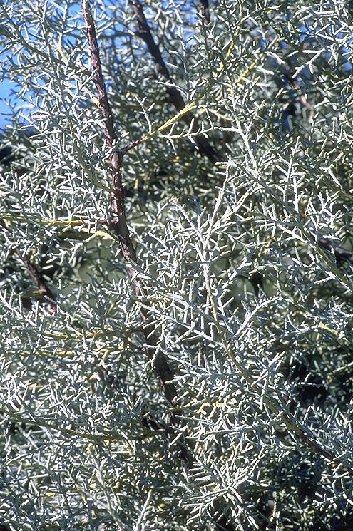 Cupressus glabra 