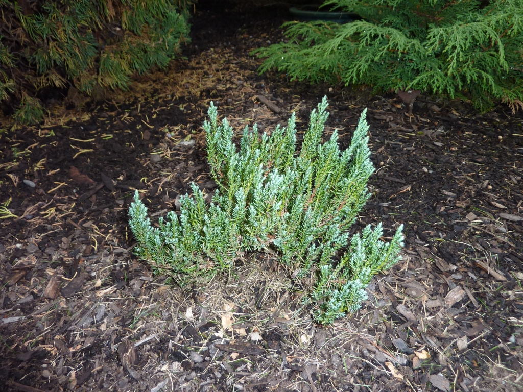Juniperus sabina 