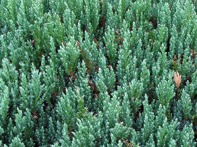 Juniperus sabina 