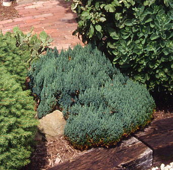 Juniperus sabina 