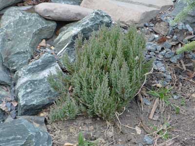 Juniperus horizontalis 