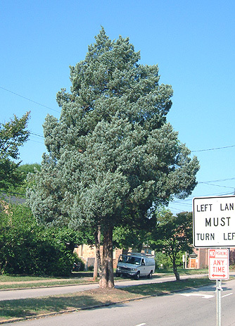 Juniperus virginiana 