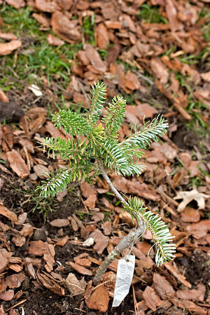 Abies koreana 