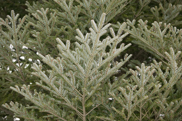 Abies koreana 
