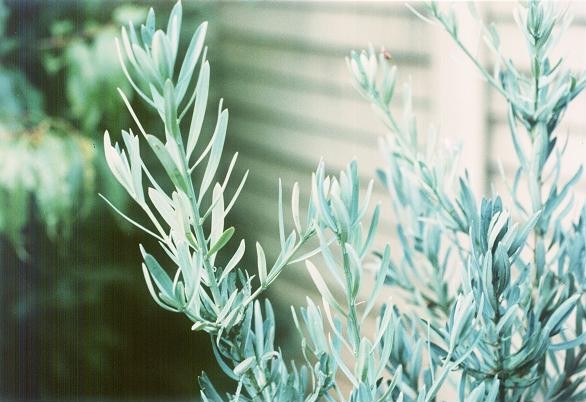 Podocarpus elongatus 