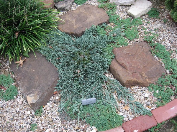 Juniperus horizontalis 