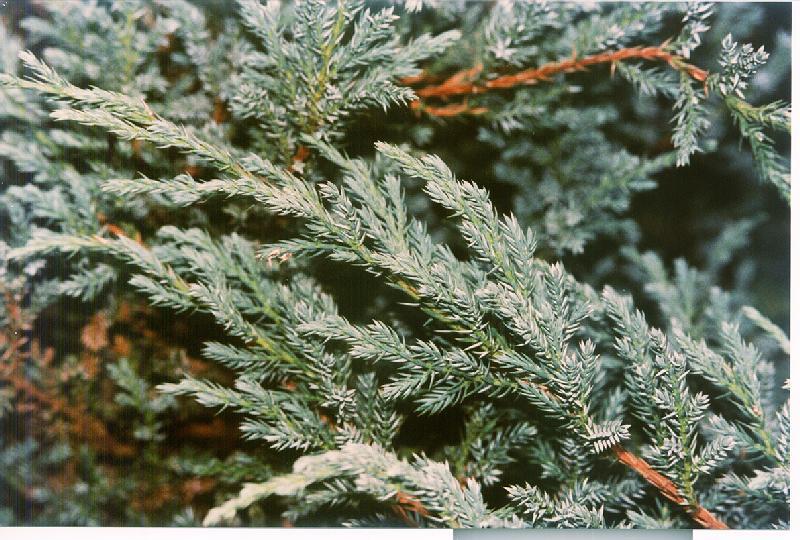 Juniperus squamata 