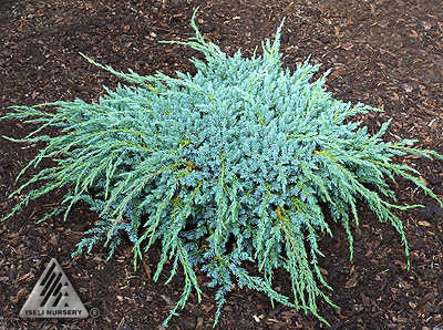 Juniperus squamata 