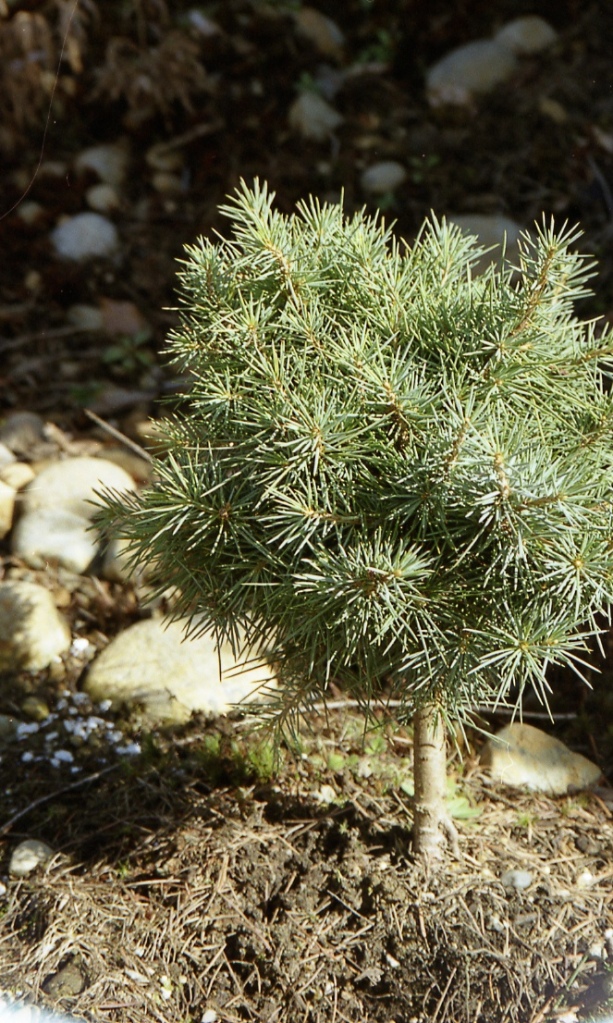Cedrus deodara 