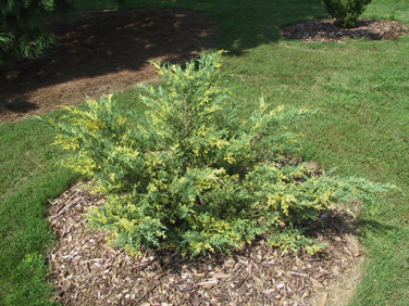 Juniperus × pfitzeriana 
