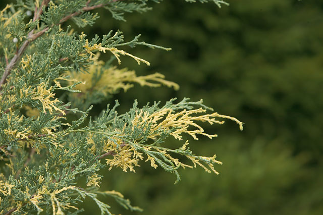 Juniperus × pfitzeriana 
