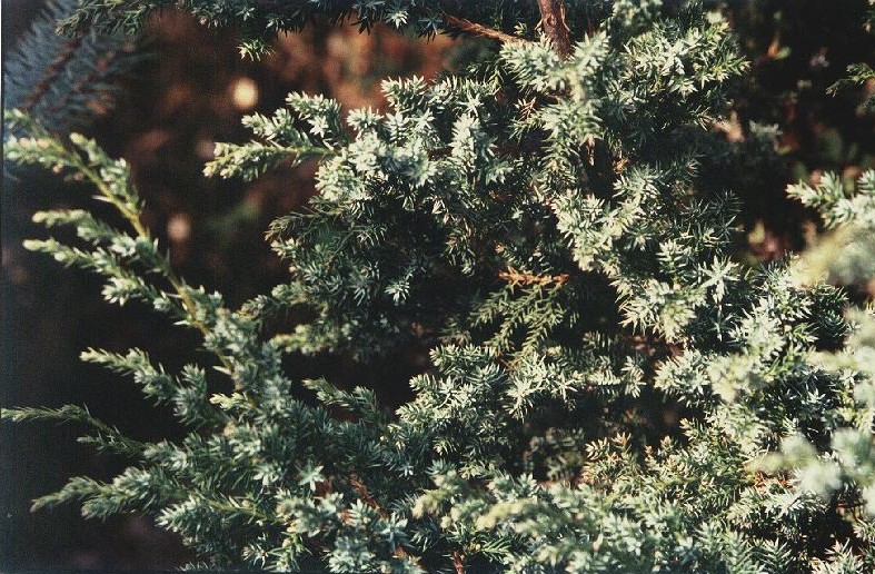 Juniperus chinensis 