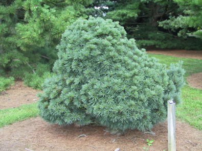 Pinus strobus 