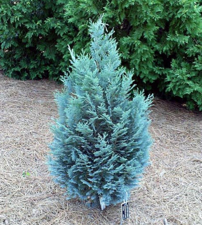 Chamaecyparis lawsoniana 