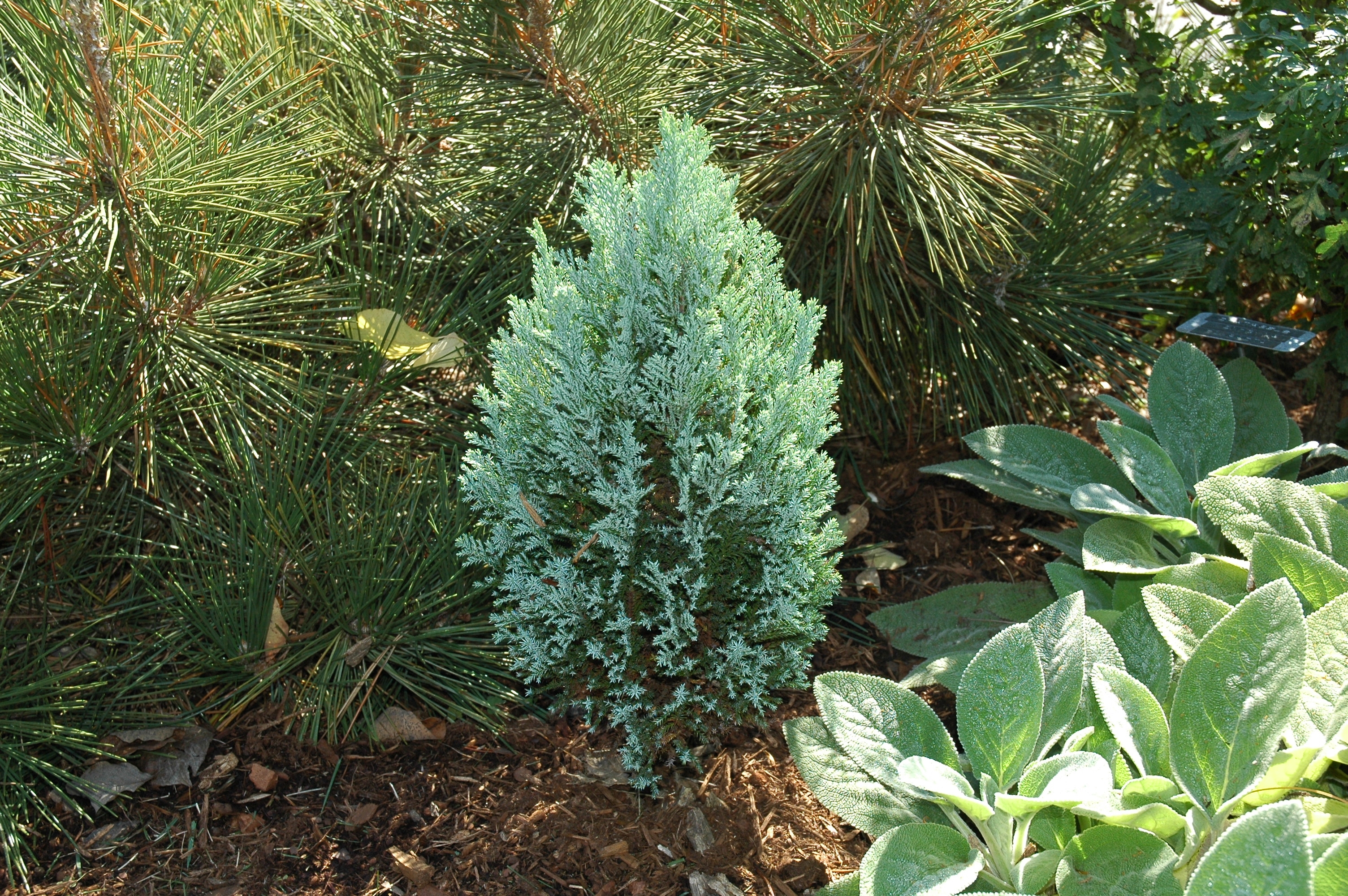 Chamaecyparis lawsoniana 