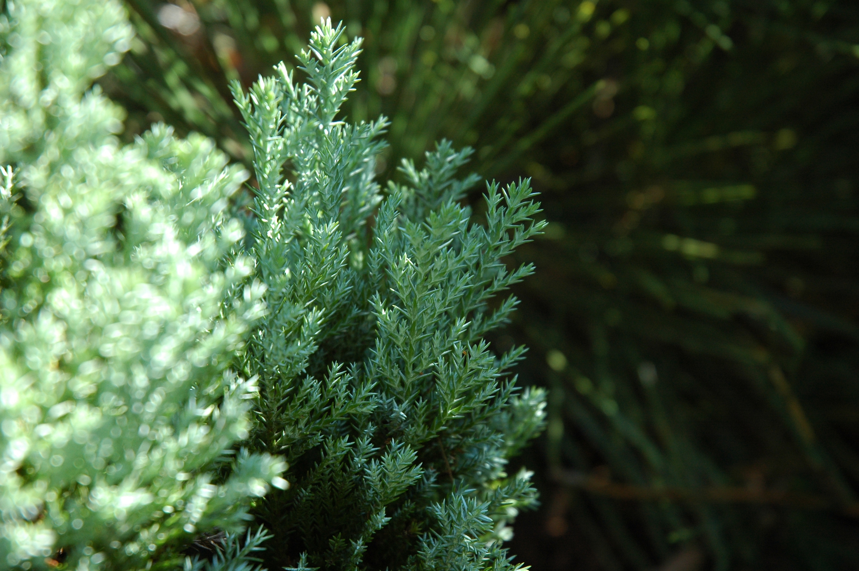 Chamaecyparis lawsoniana 