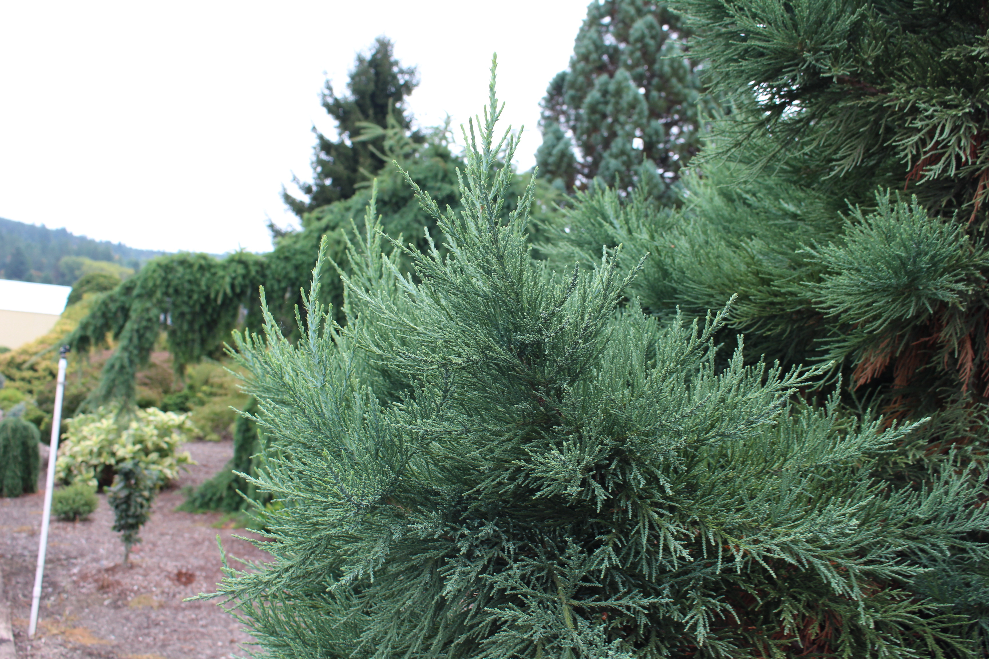 Sequoiadendron giganteum 