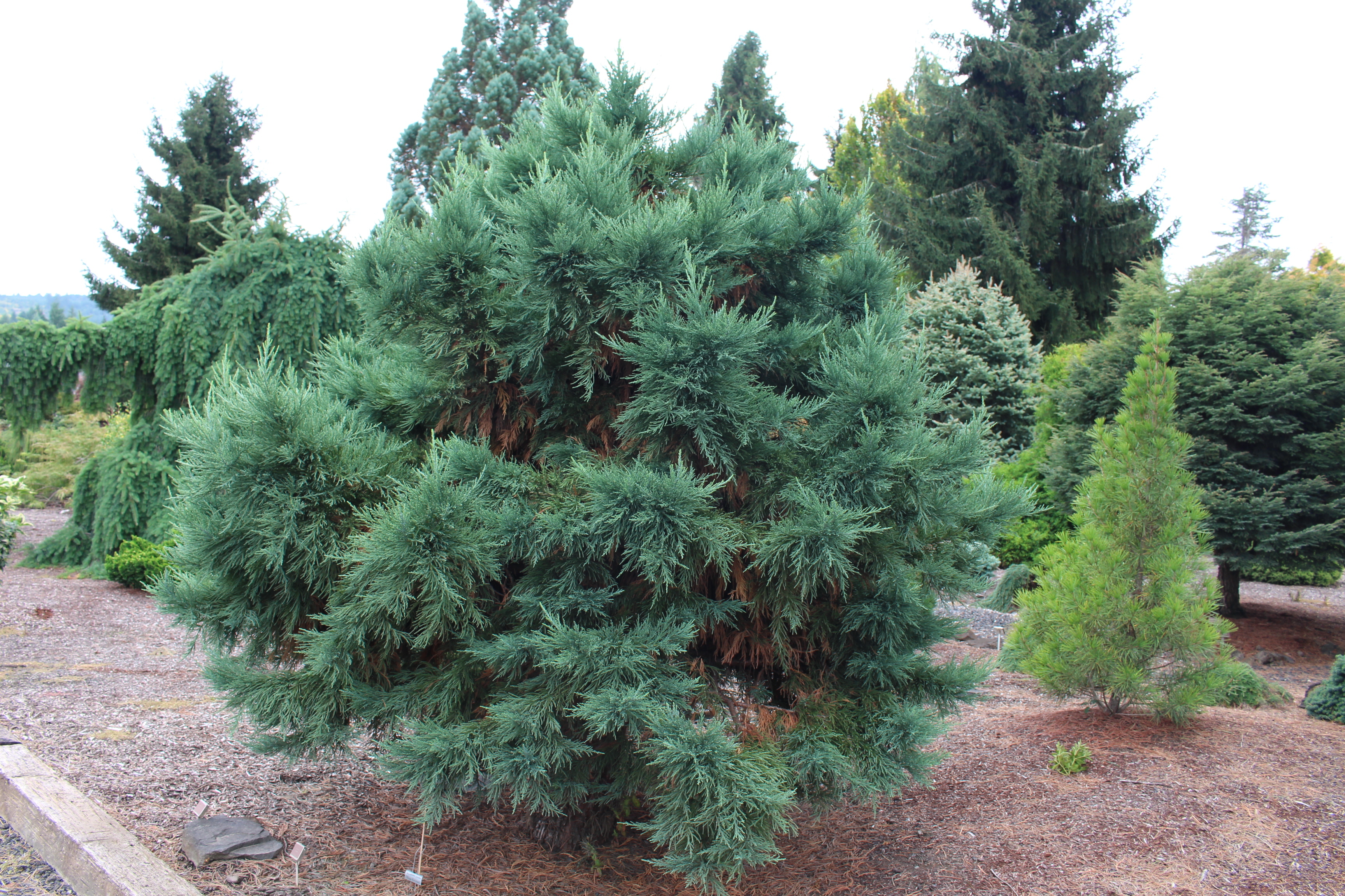 Sequoiadendron giganteum 