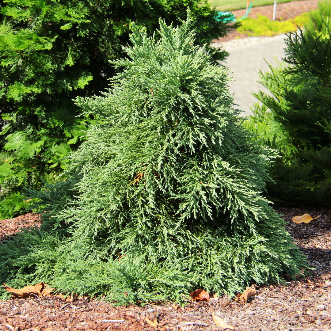 Sequoiadendron giganteum 