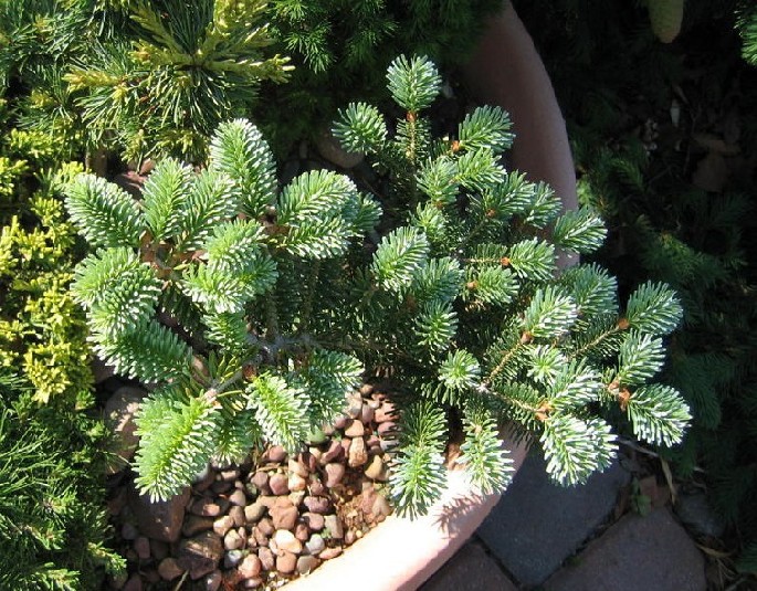 Abies koreana 