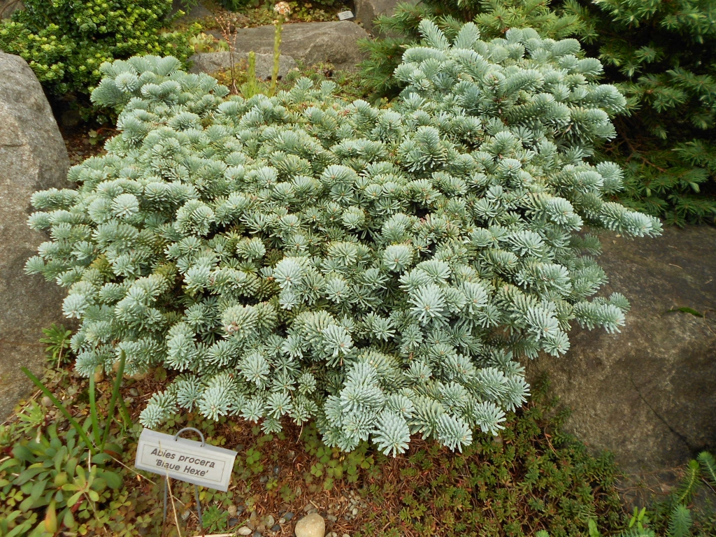 Abies procera 