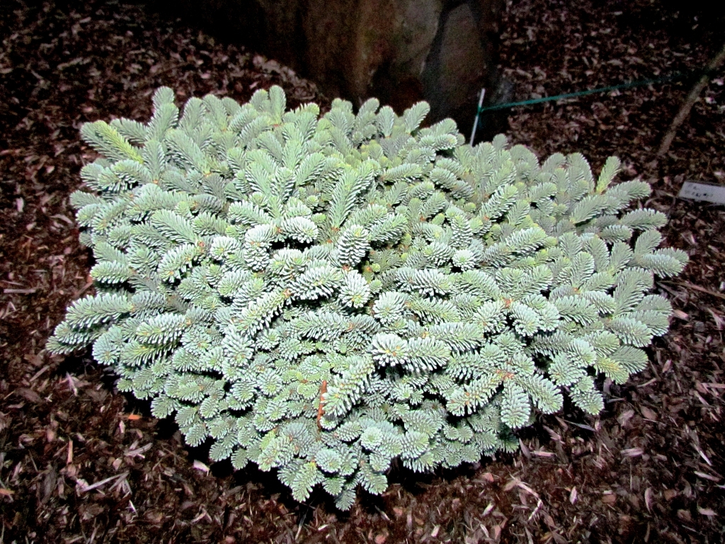 Abies procera 