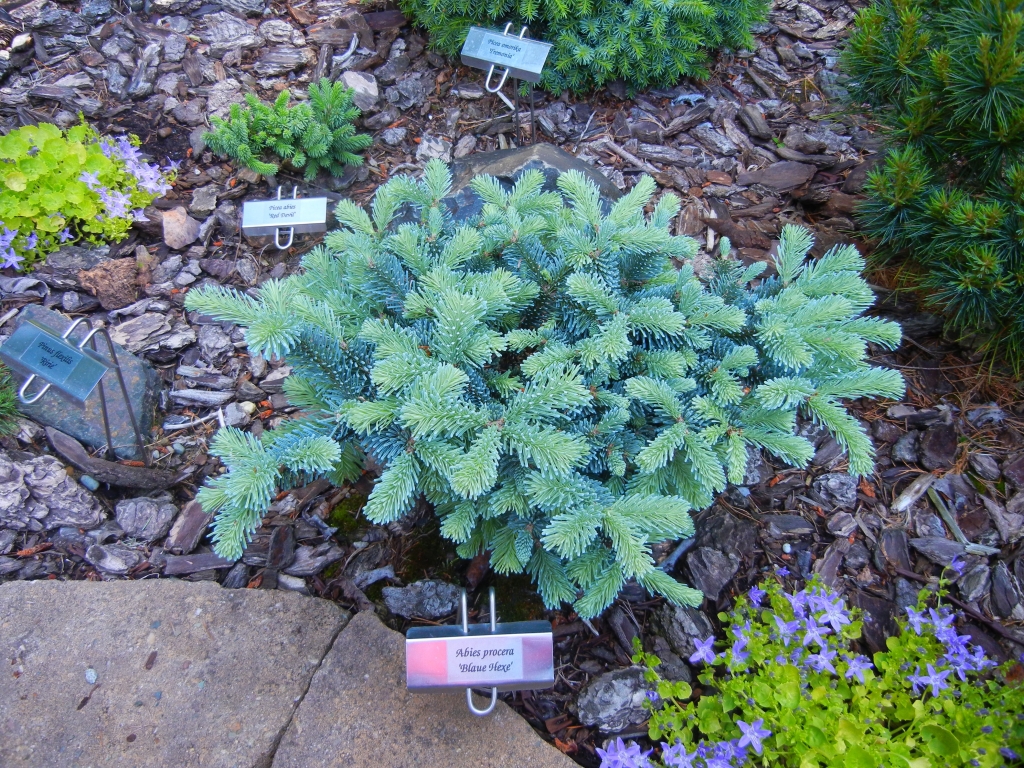 Abies procera 