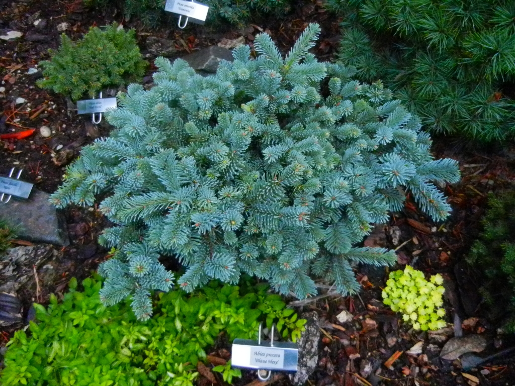 Abies procera 
