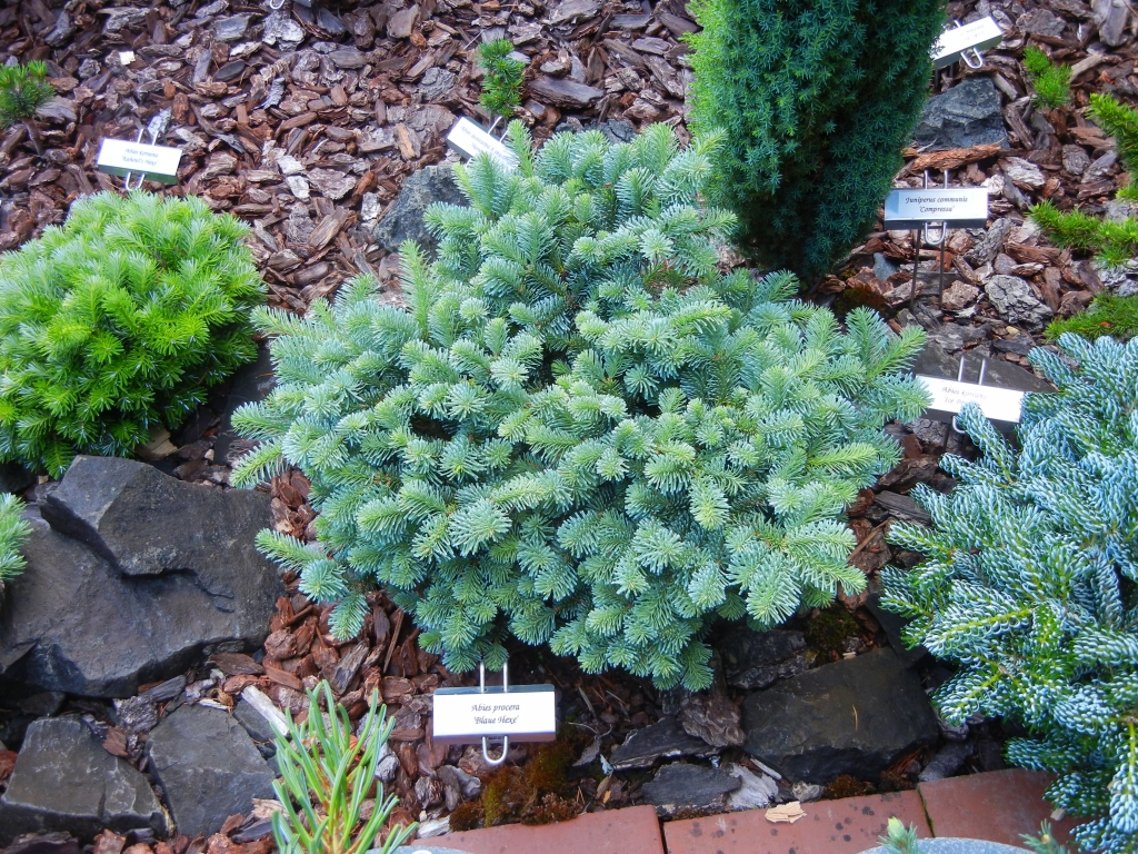 Abies procera 