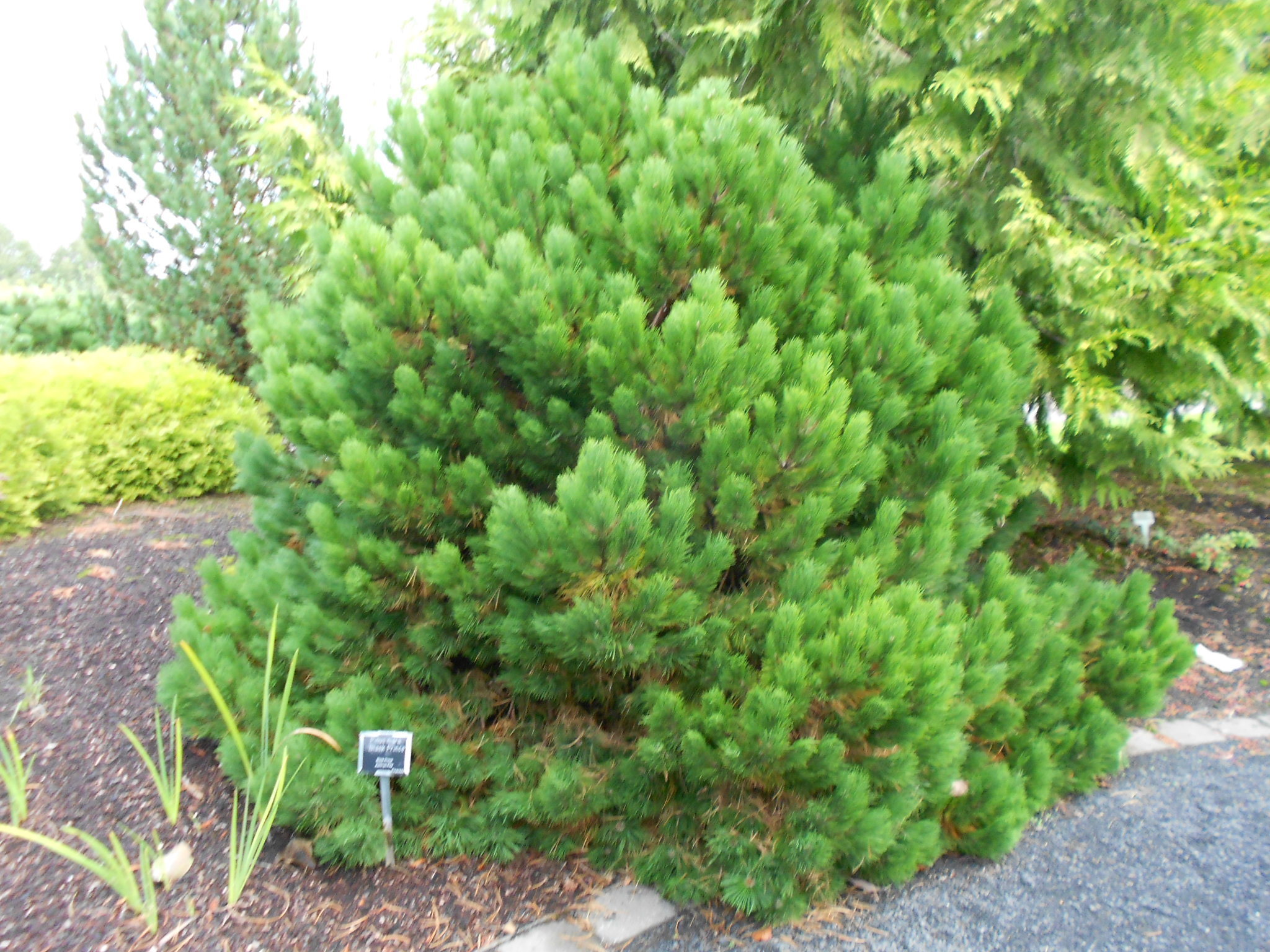 Pinus nigra 