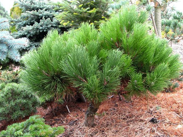 Pinus nigra 